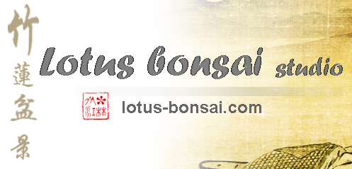 Lotus Bonsai Studio