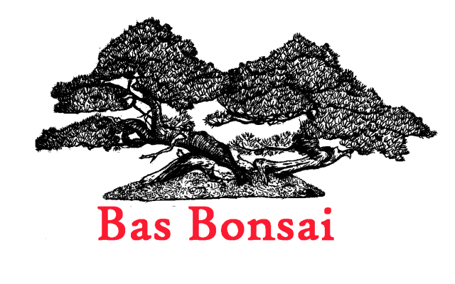 Bas Bonsai